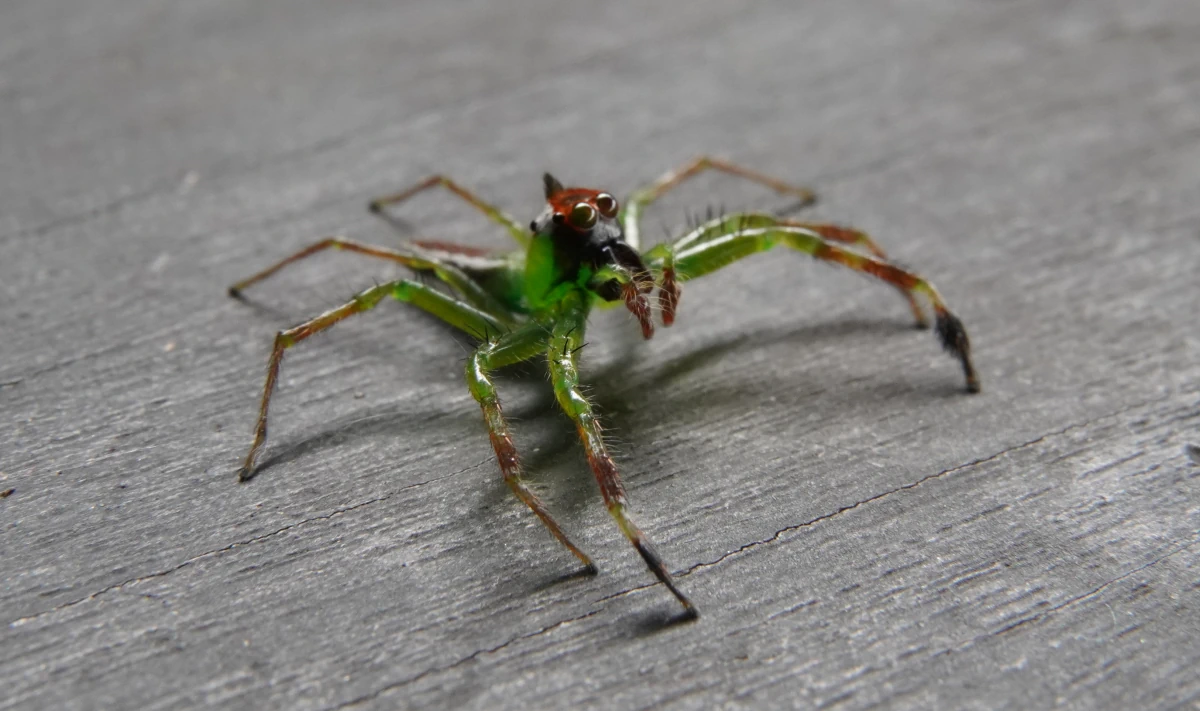Epeus flavobilineatus, eine Springspinne