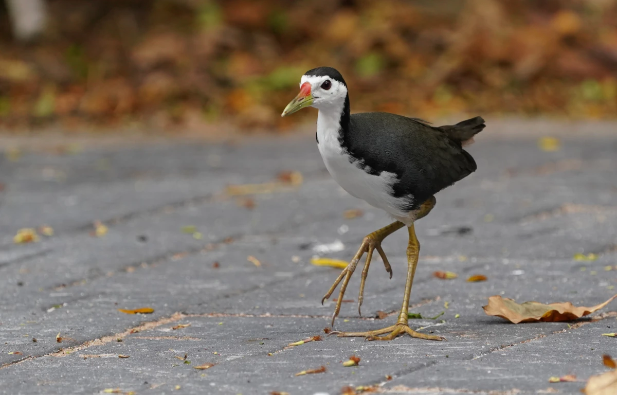 Weißbrust-Kielralle
