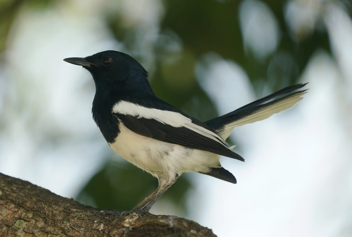 Männliche Dajalschama beim Sommerpalast von Bang Pa-in