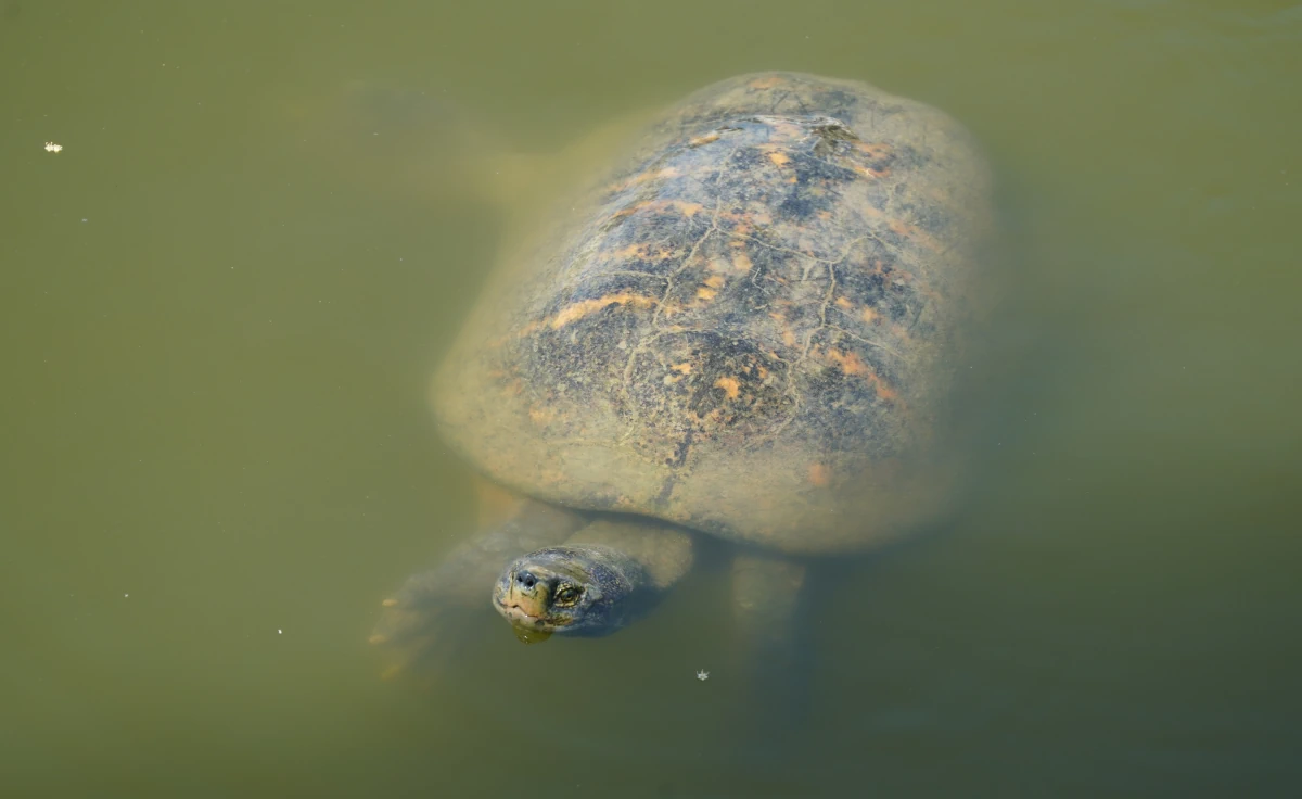 Schildkröte im See des Sommerpalasts von Bang Pa-in
