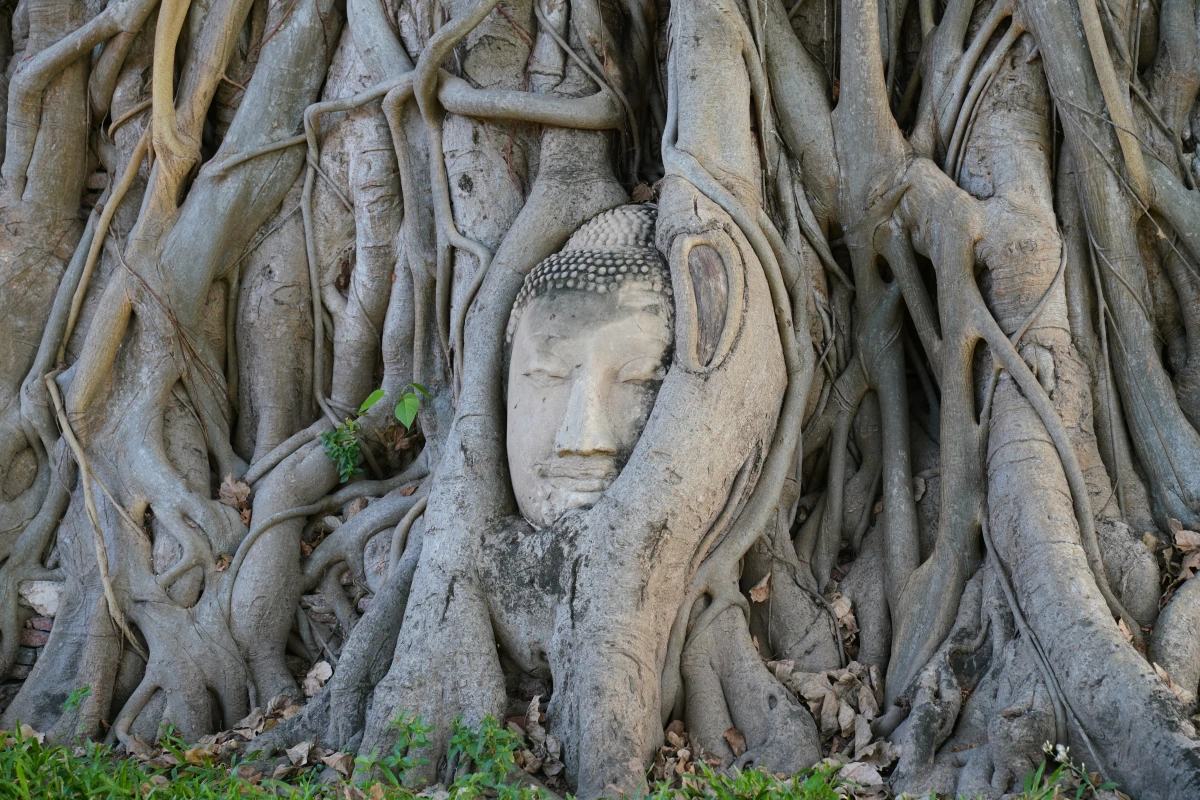 Buddha-Kopf zwischen den Wurzeln eines Bodhi-Baums in Wat Mahathat in Ayutthaya
