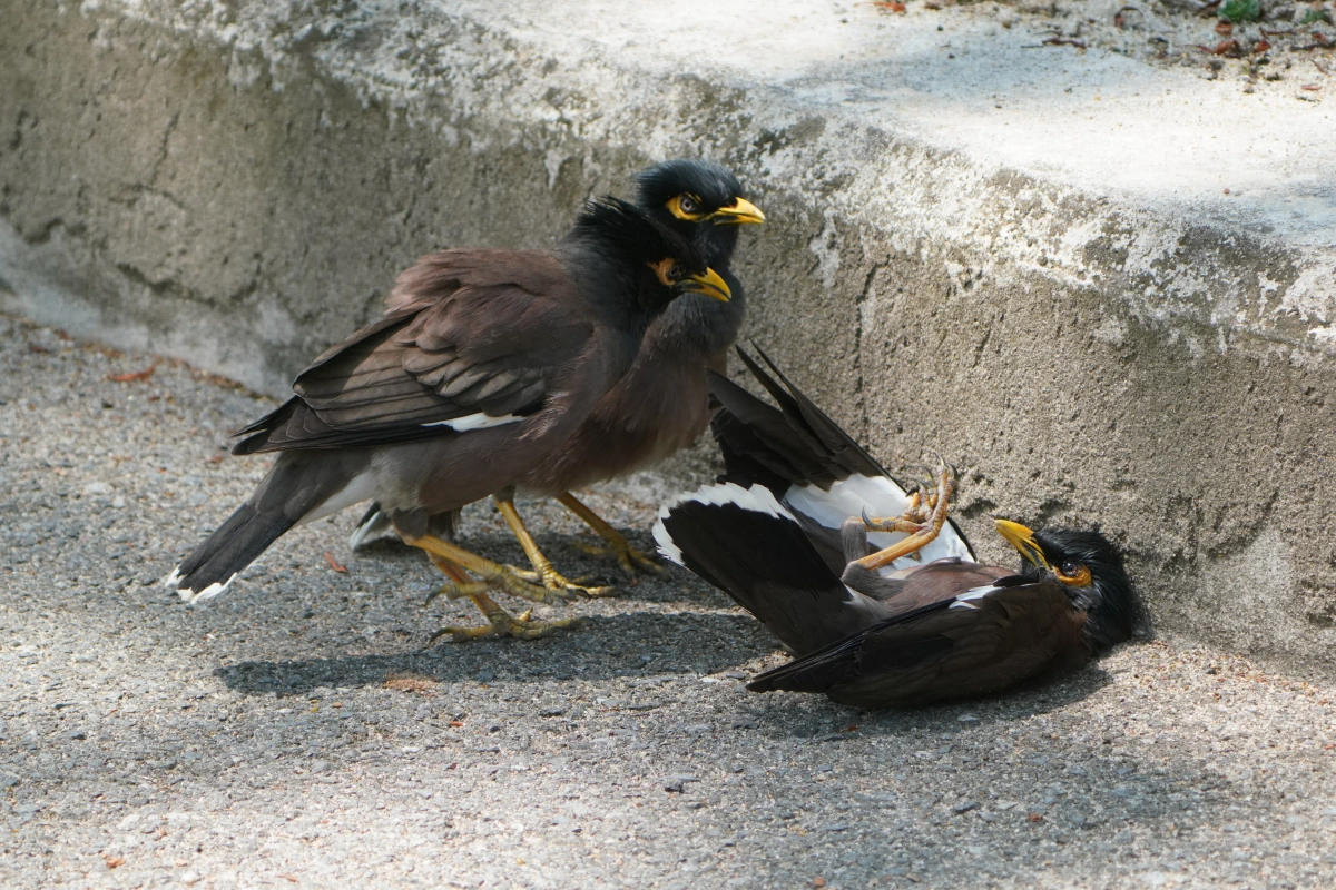 Hirtenmainas im Benjakitti-Park in Bangkok hassen auf einen Artgenossen