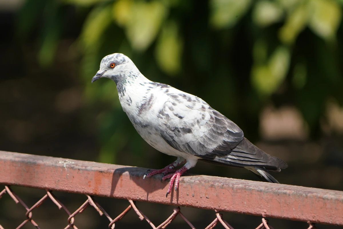 Stadttaube am Benjakitti Dog Park in Bangkok