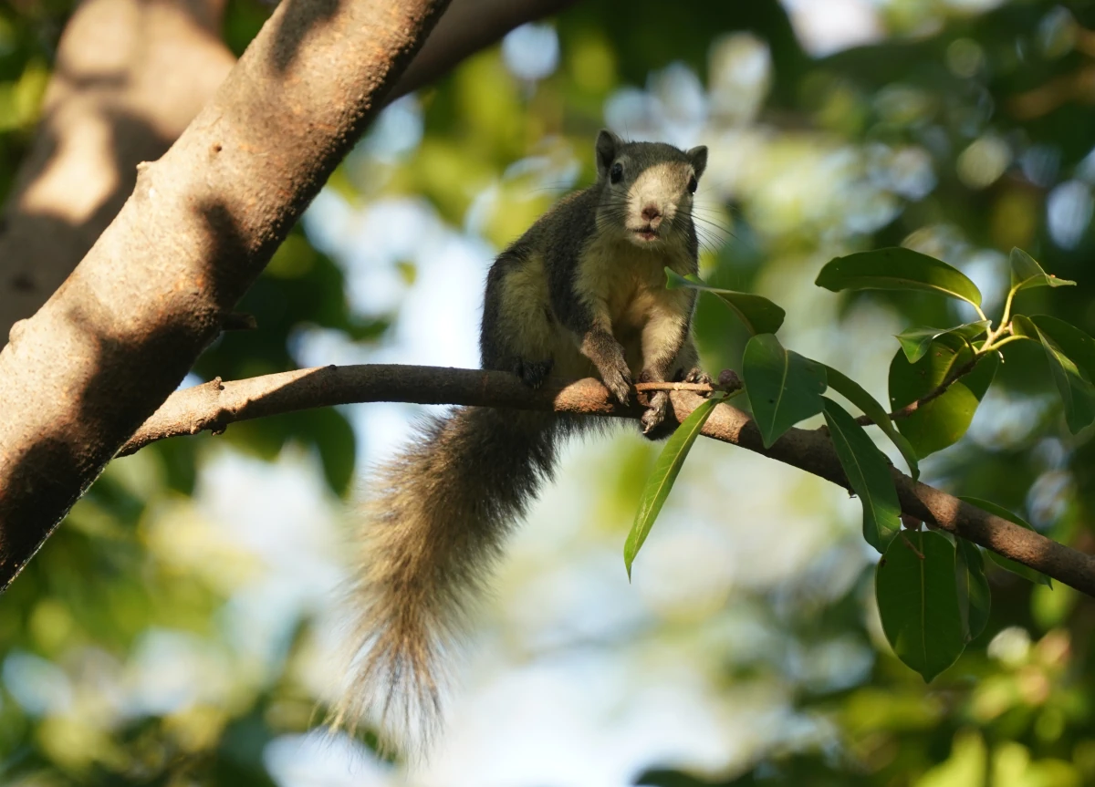 Finlayson-Hörnchen im Benjakitti-Park in Bangkok