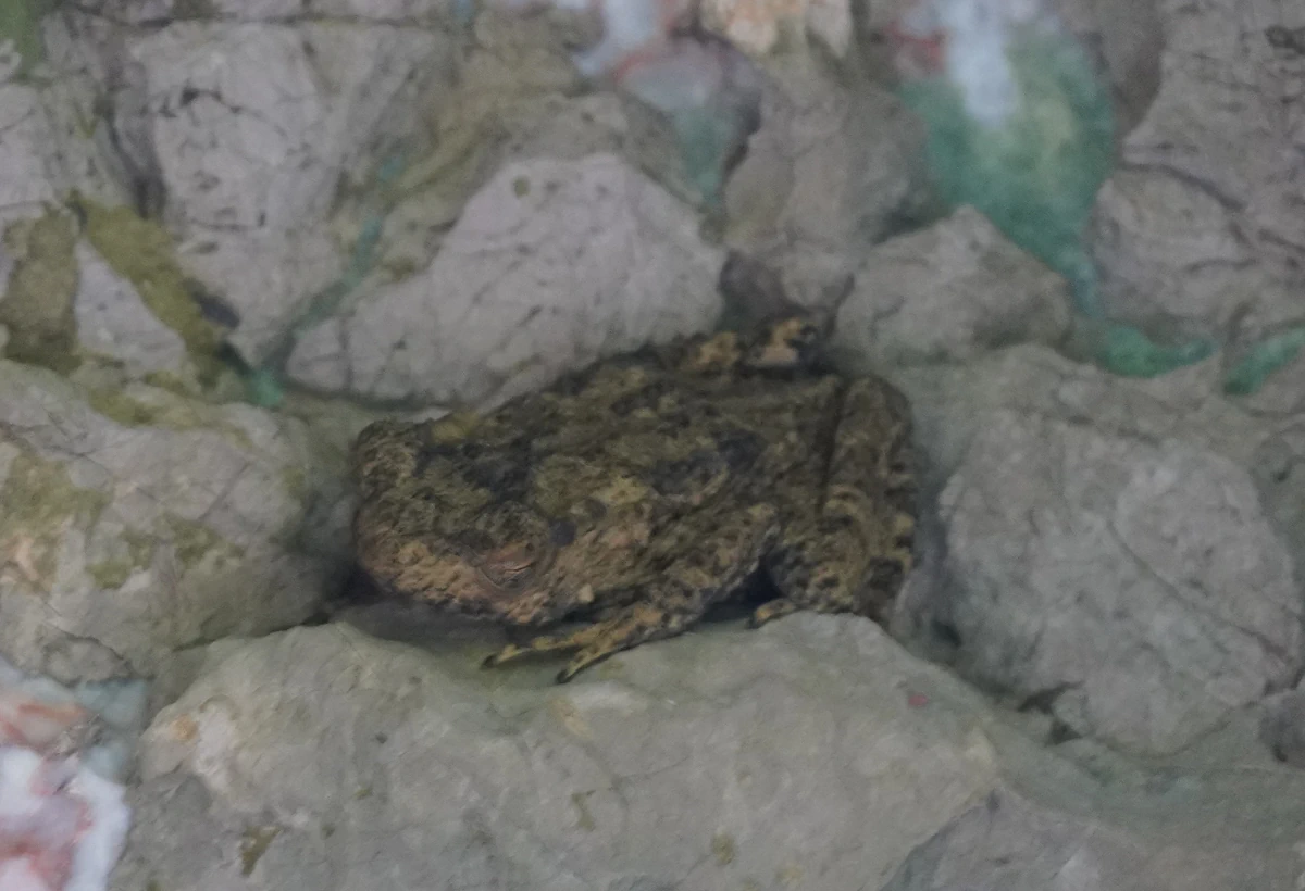 In einem Überhang über dem Sok-Fluss sitzt eine Kröte