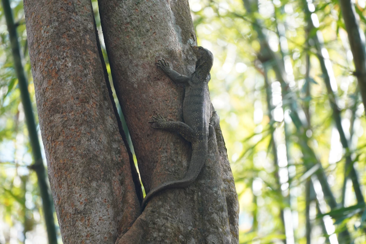 Bindenwaran auf einem Baum im Khao-Sok-Nationalpark