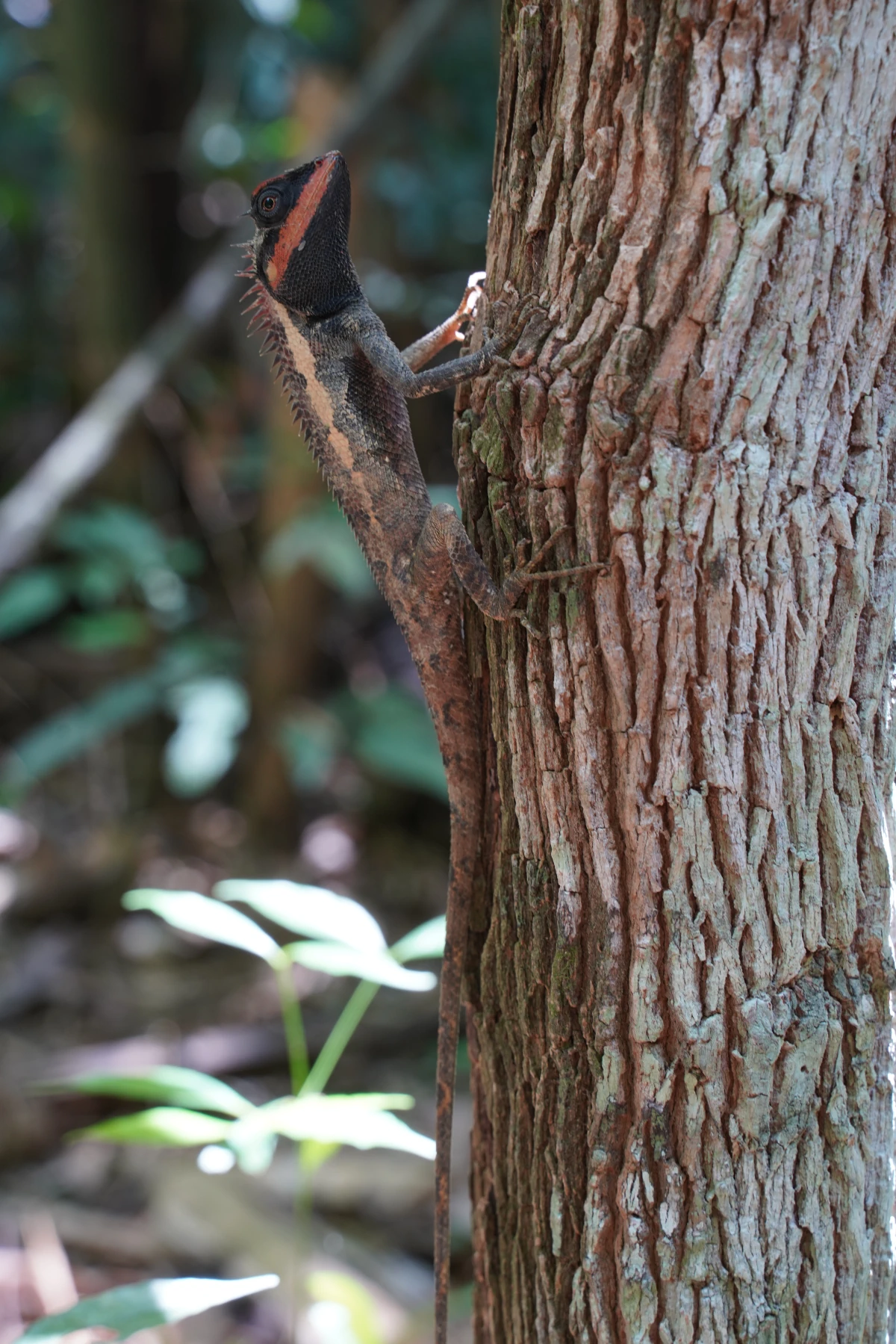 Emmas/Hinterindische Schönechse im Khao-Sok-Nationalpark