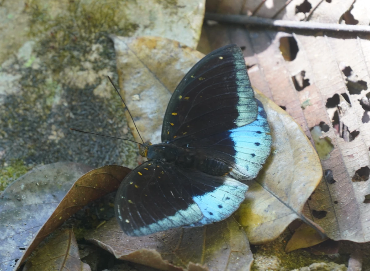 Lexias pardalis (engl.: common archduke; kein deutscher Name) im Khao-Sok-Nationalpark
