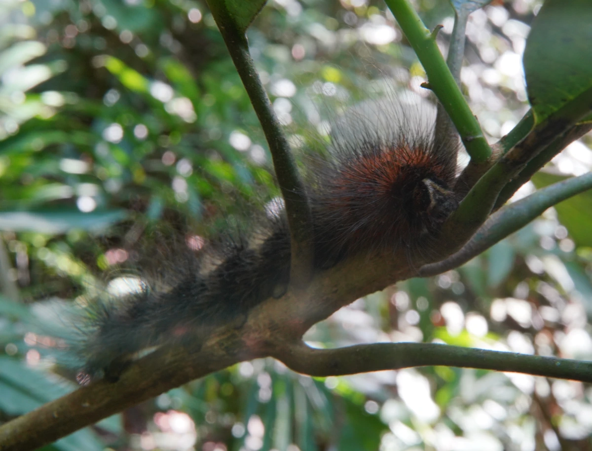 Raupe (von einem Bärenspinner?) im Khao-Sok-Nationalpark