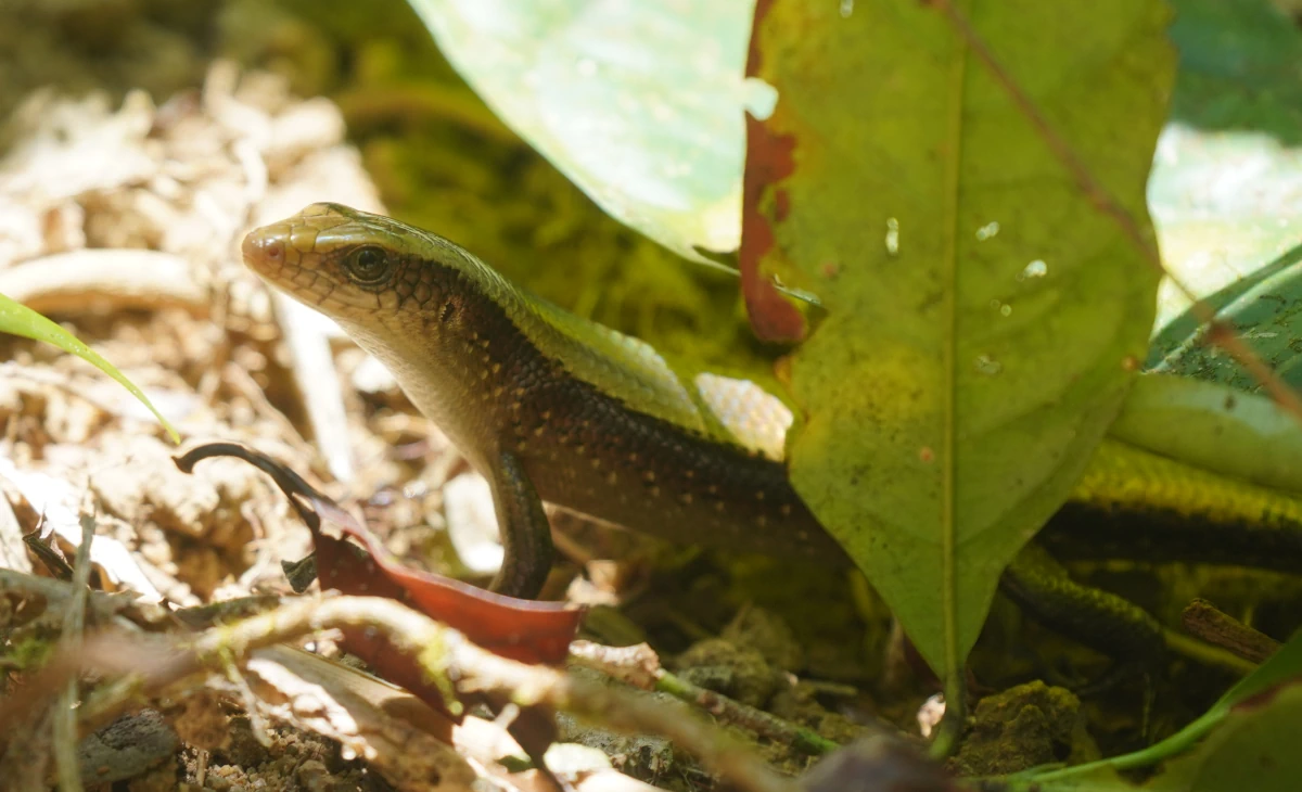 Ein Skink im Khao-Sok-Nationalpark