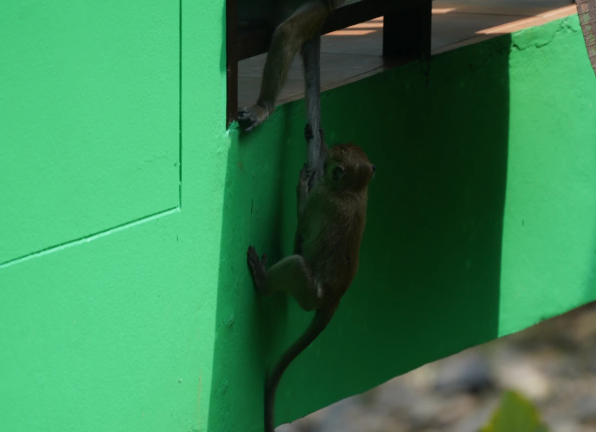 Javaneraffe zieht sich am Schwanz eines anderen hoch