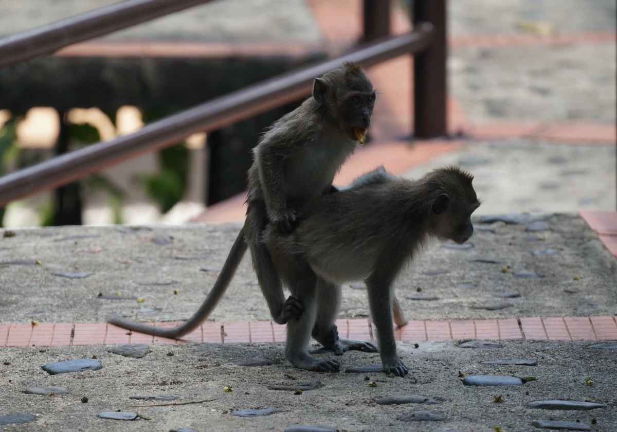 Junge Javaneraffen beim Sex