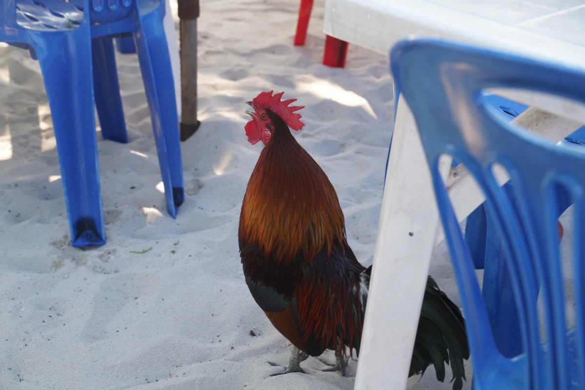 Krähender Haushahn auf Ko Khai Nok
