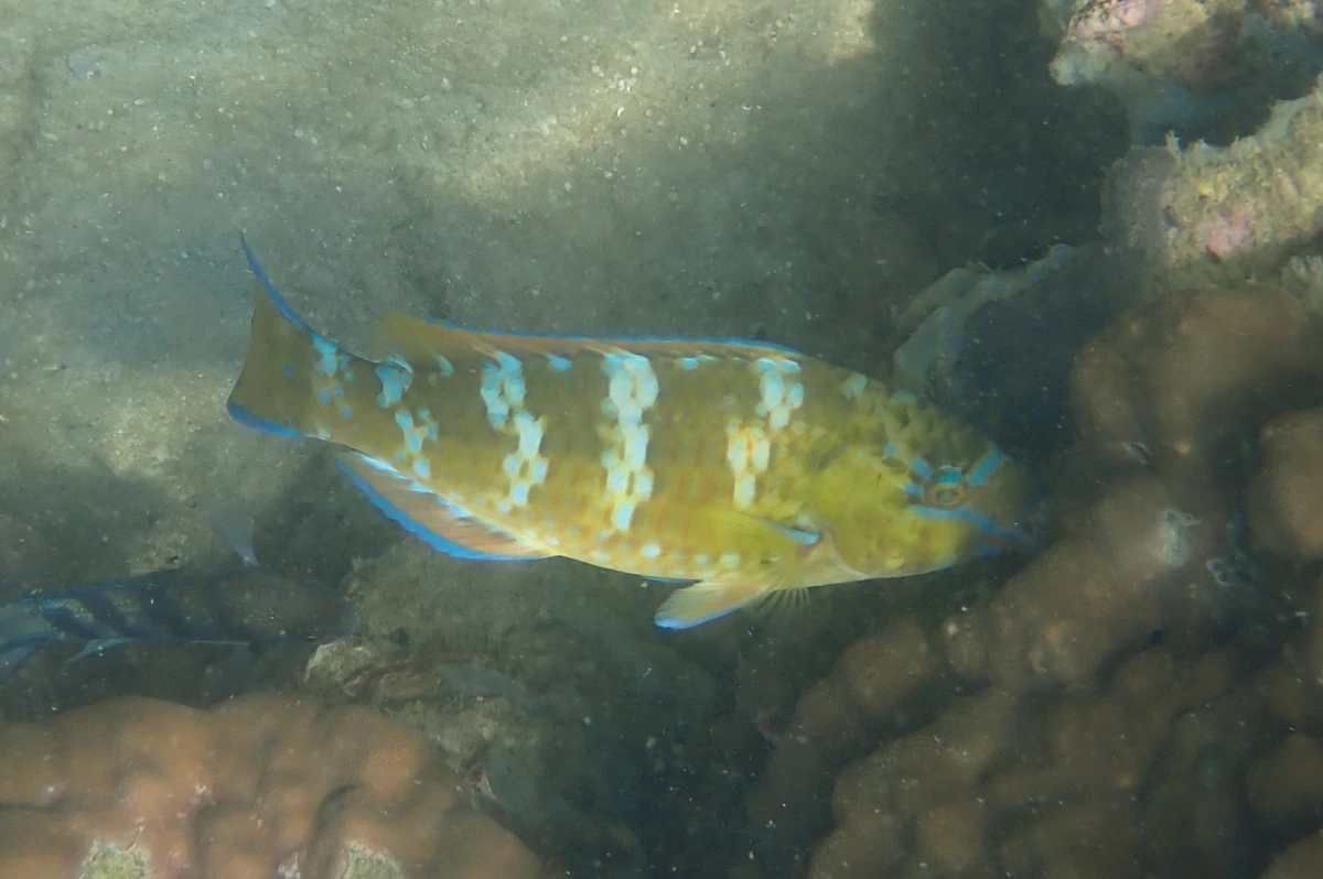 Blauband-Papageifisch