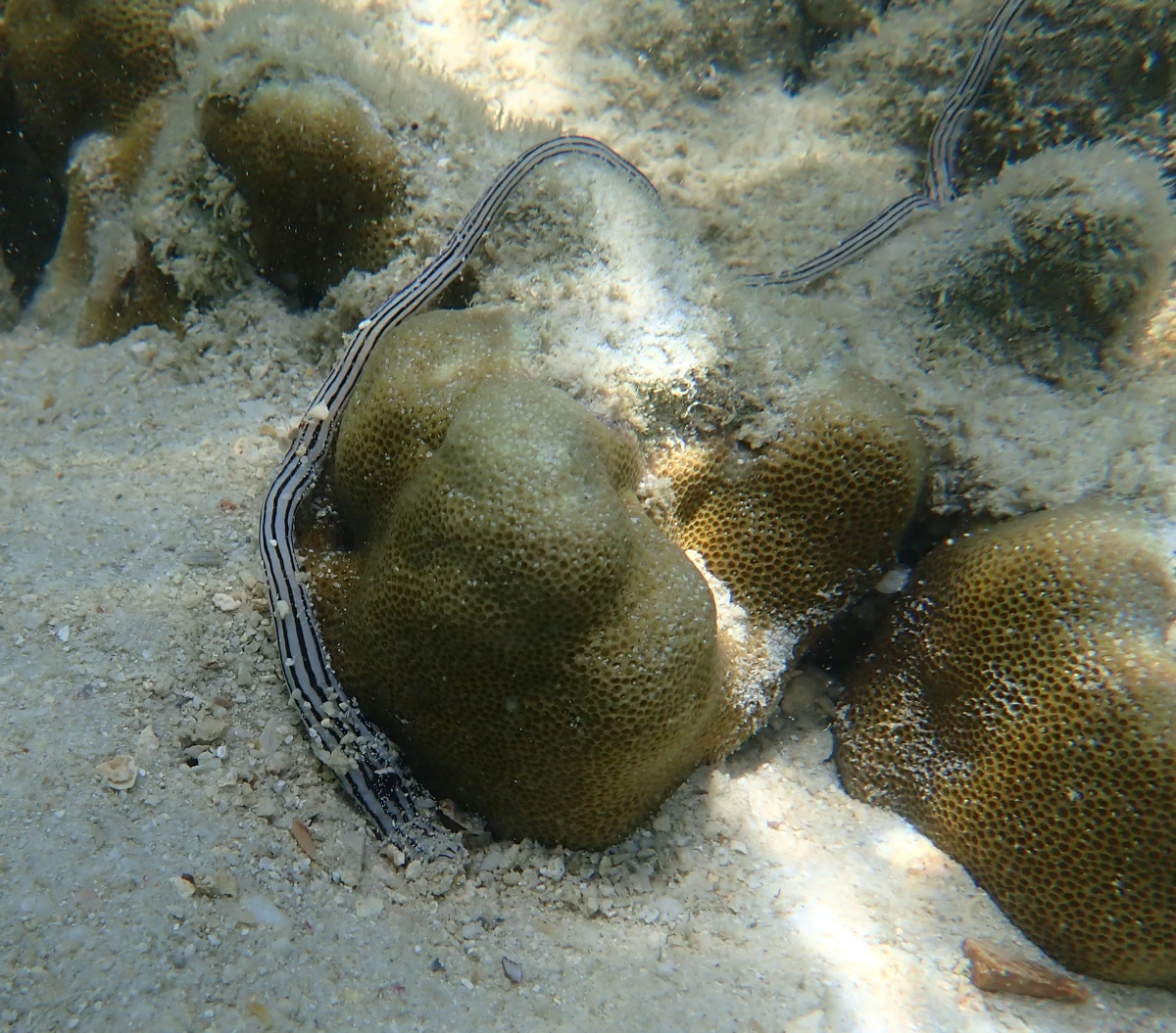 Fünflinien-Schnurwurm