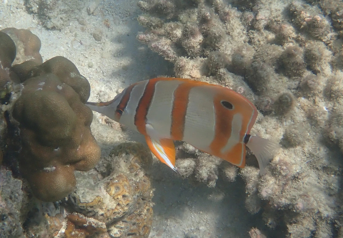 Kupferbinden-Pinzettfisch