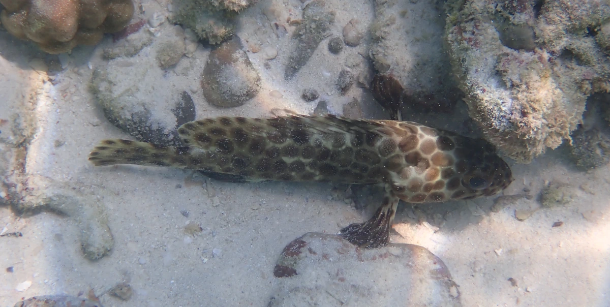 Langflossen-Zackenbarsch