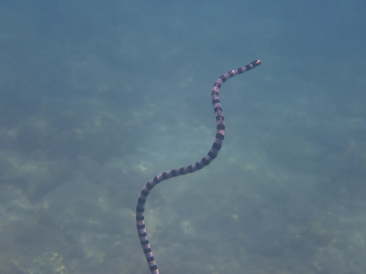 Nattern-Plattschwanz