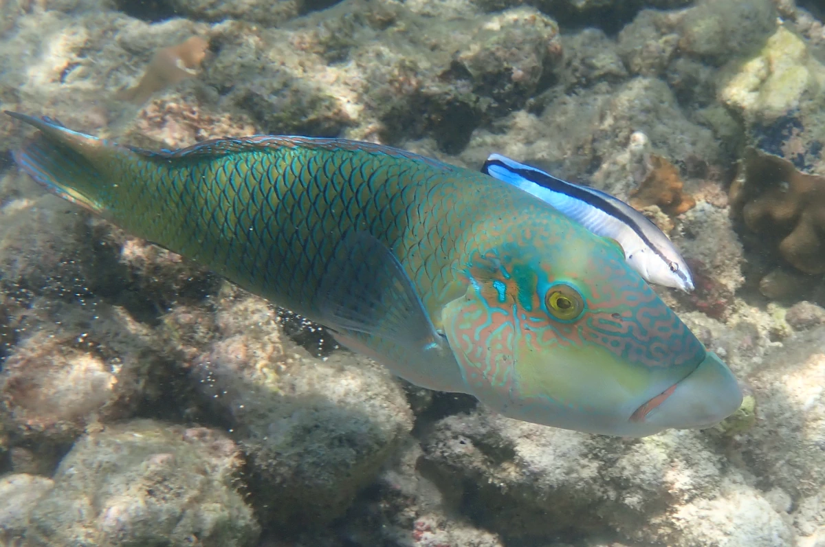 Zweifarben-Bannerlippfisch mit Putzerlippfisch