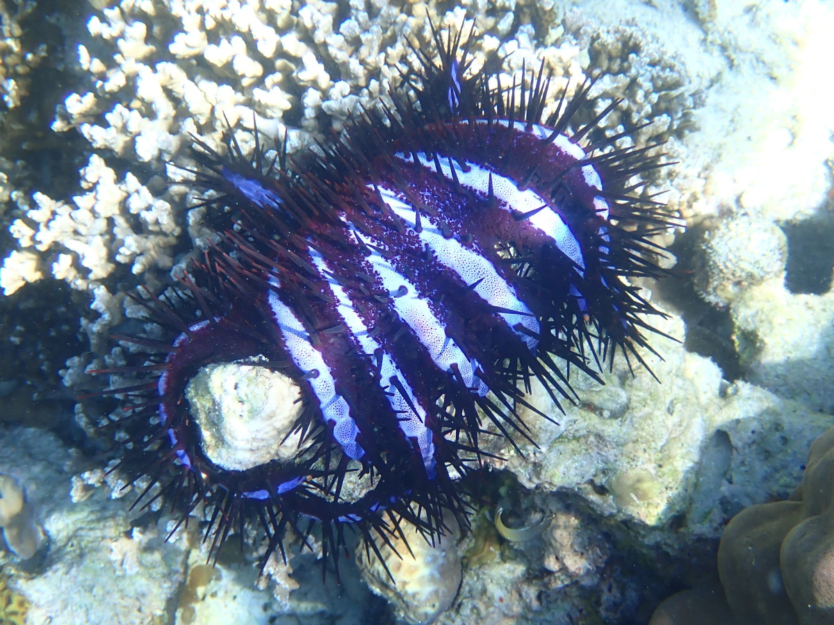 Dornenkronenseestern