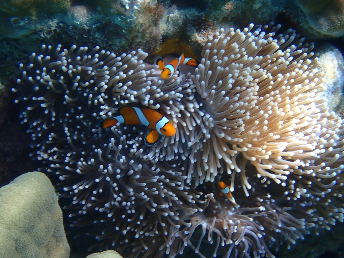 Falsche Clownfische in einer Anemone