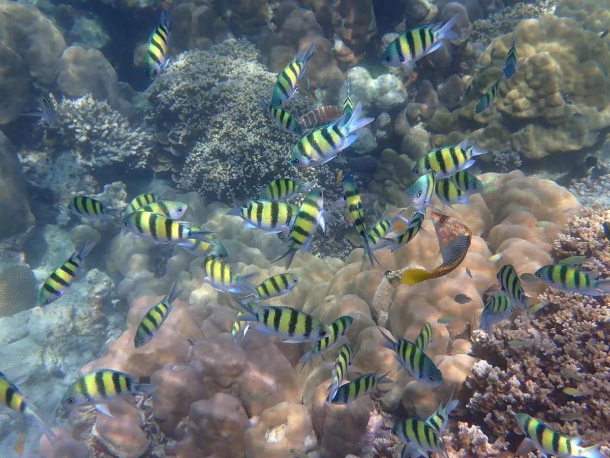 Indopazifische Sergeants attackieren einen Schachbrettjunker (rechts der Mitte)