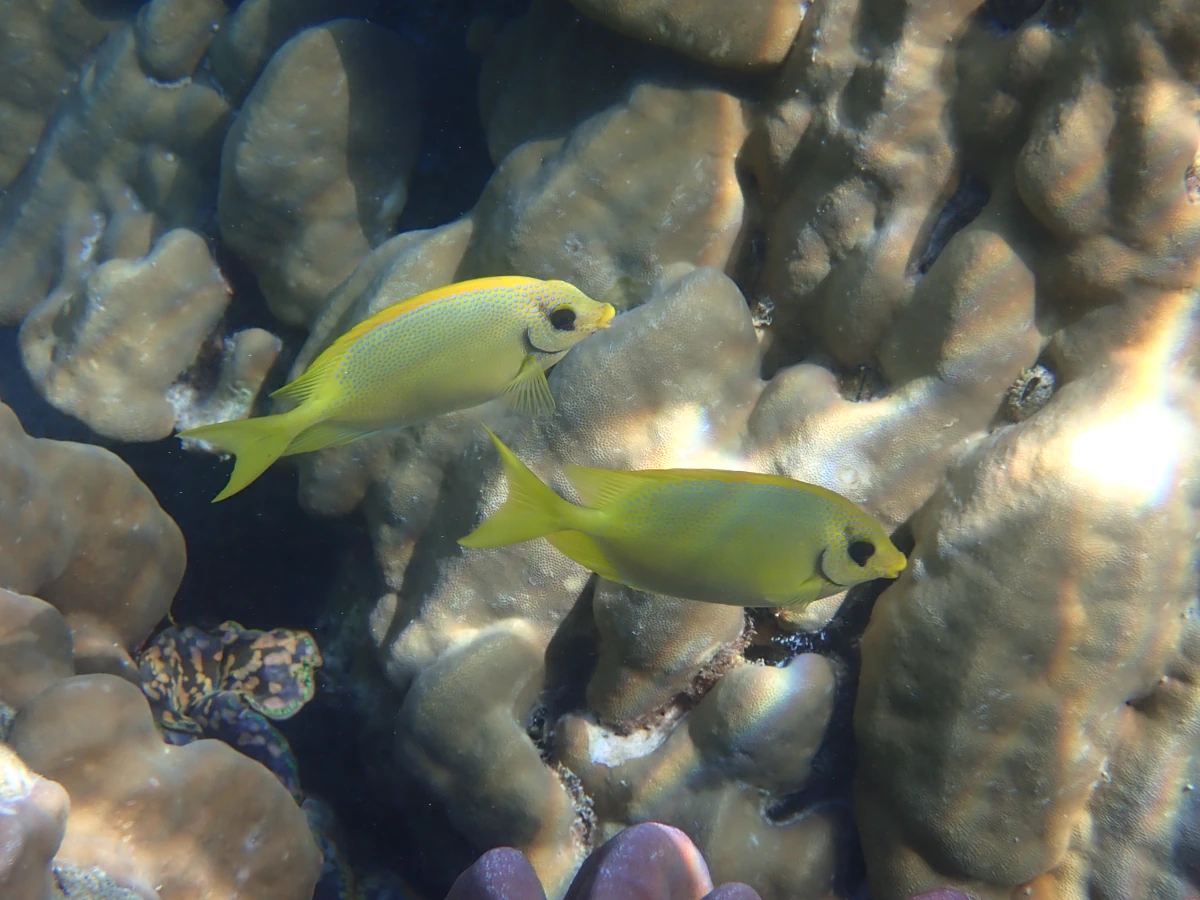 Korallen-Kaninchenfische