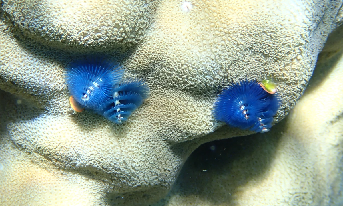 Bunter Spiralröhrenwurm (Weihnachtsbaumwurm) an einer Koralle