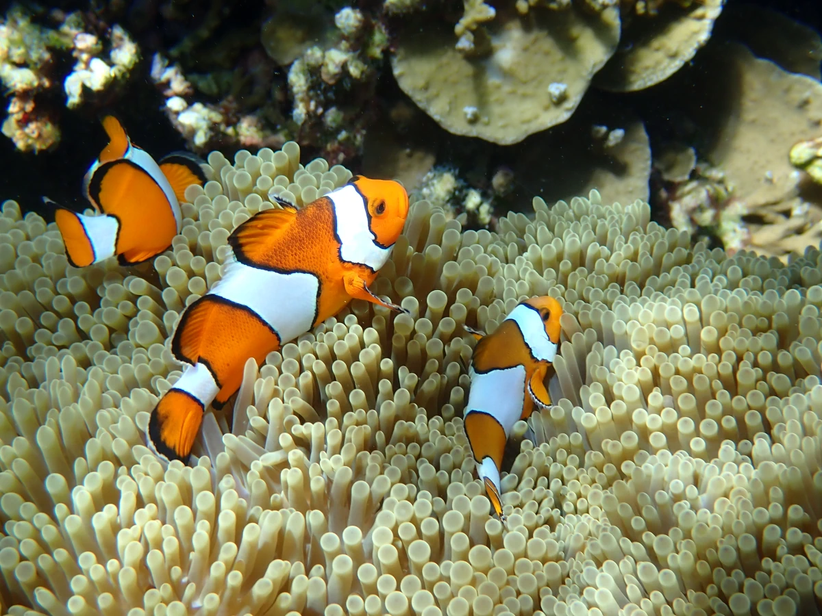 Weiblicher Falscher Clownfisch mit Harem