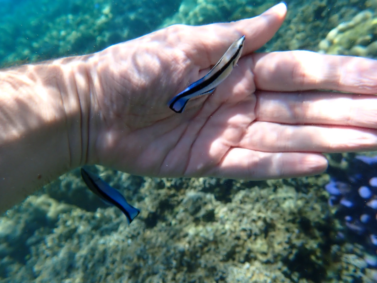 Putzerlippfische knabbern an mir