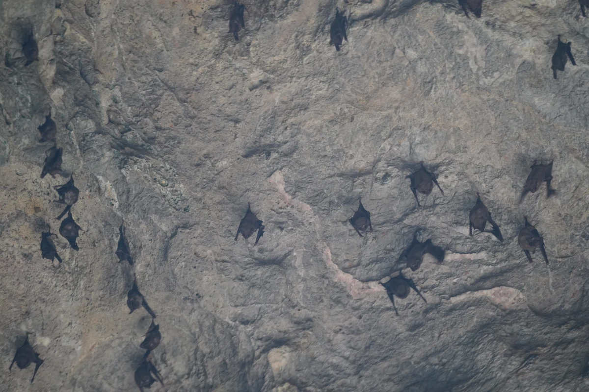 Fledermäuse in der Buddha-Höhle bei Petchaburi