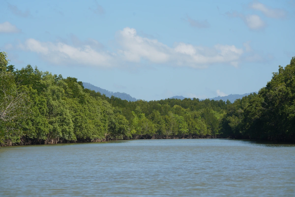 Mangrovenwald in der Phang-Nga-Bucht