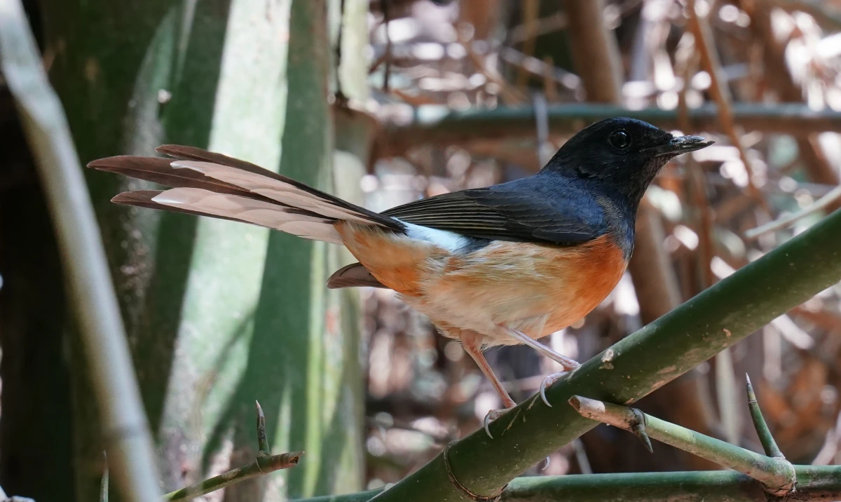 Weißbürzelschama bei Mon am River Kwae