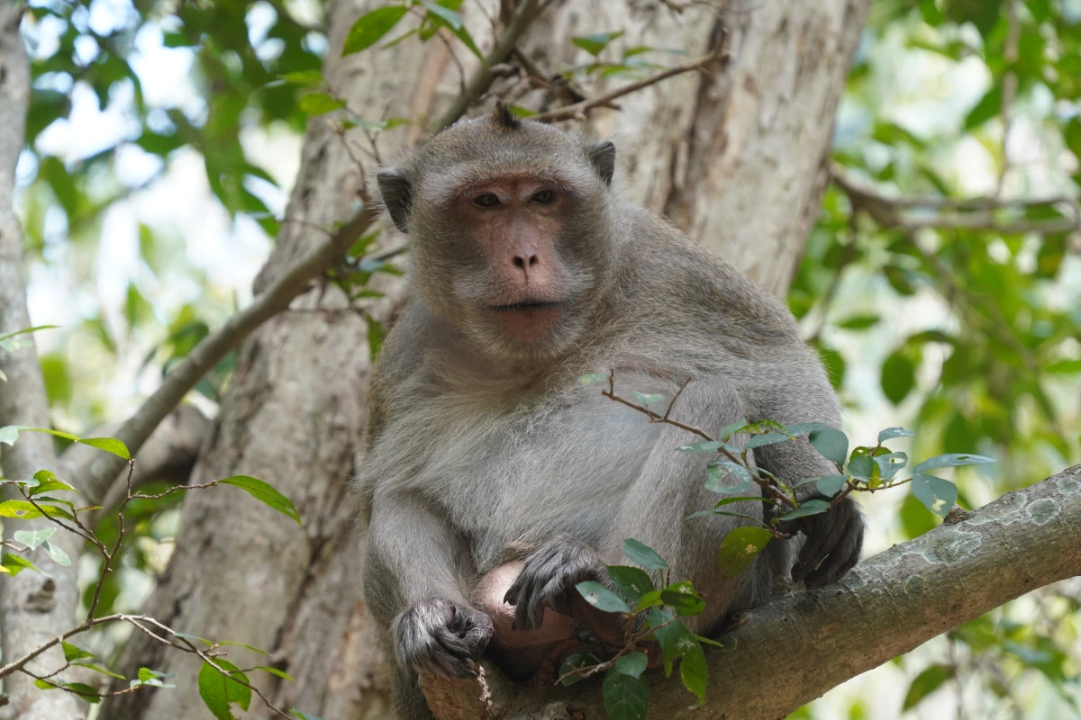 Javaneraffe (vermutlich das Alpha-Männchen)