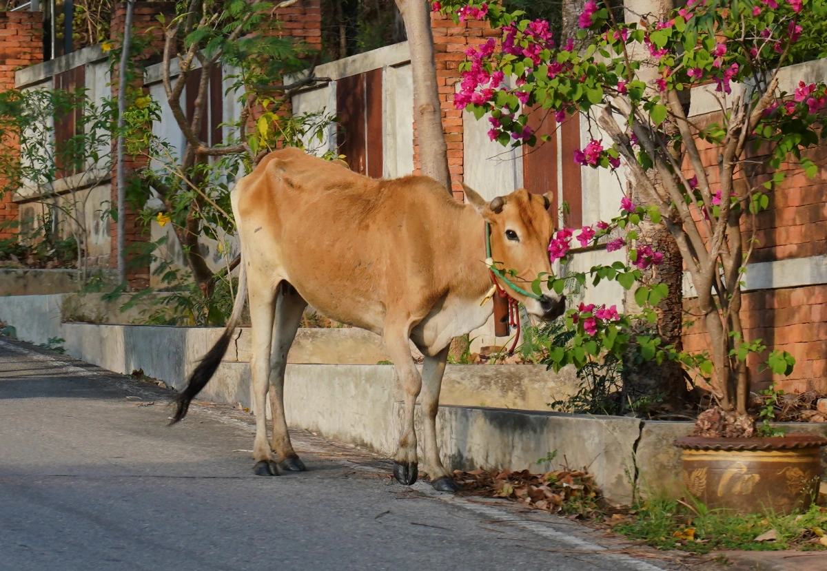 Rind frisst Bougainvillea