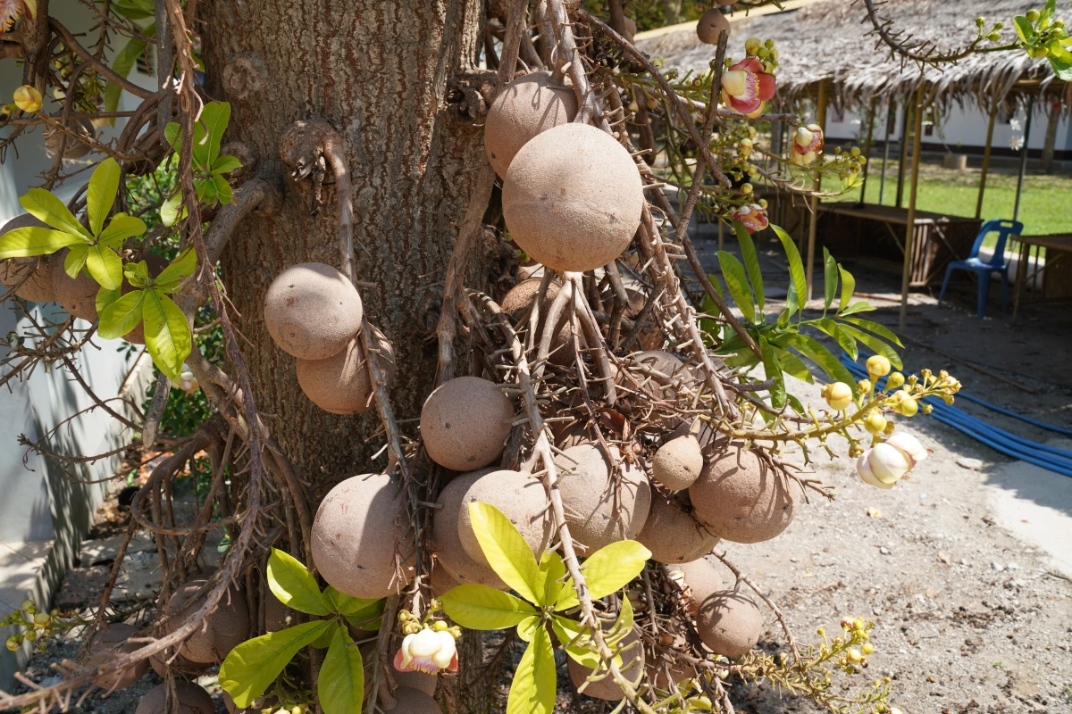Kanonenkugelbaum im Wat Khanon Nang Yai Museum