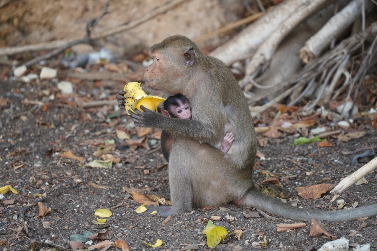 Ein Javaneraffe mit Baby frisst