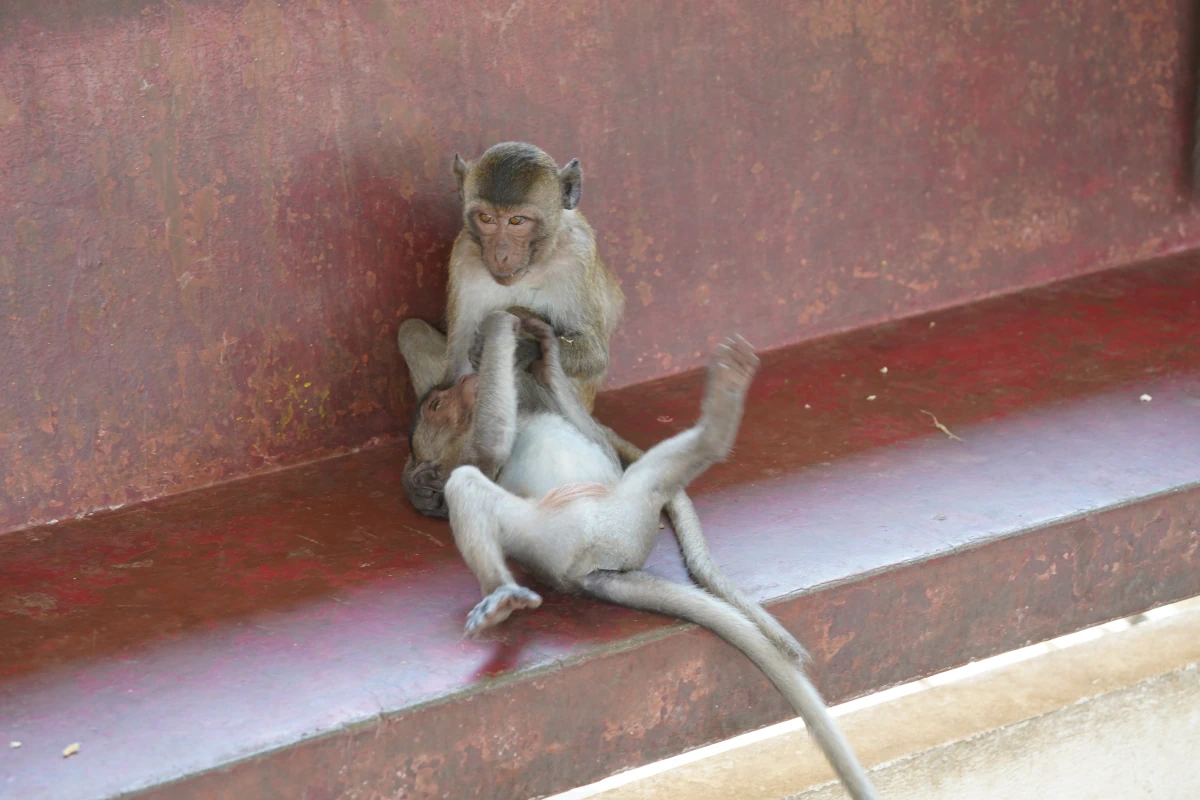 Javaneraffen beim Spielen