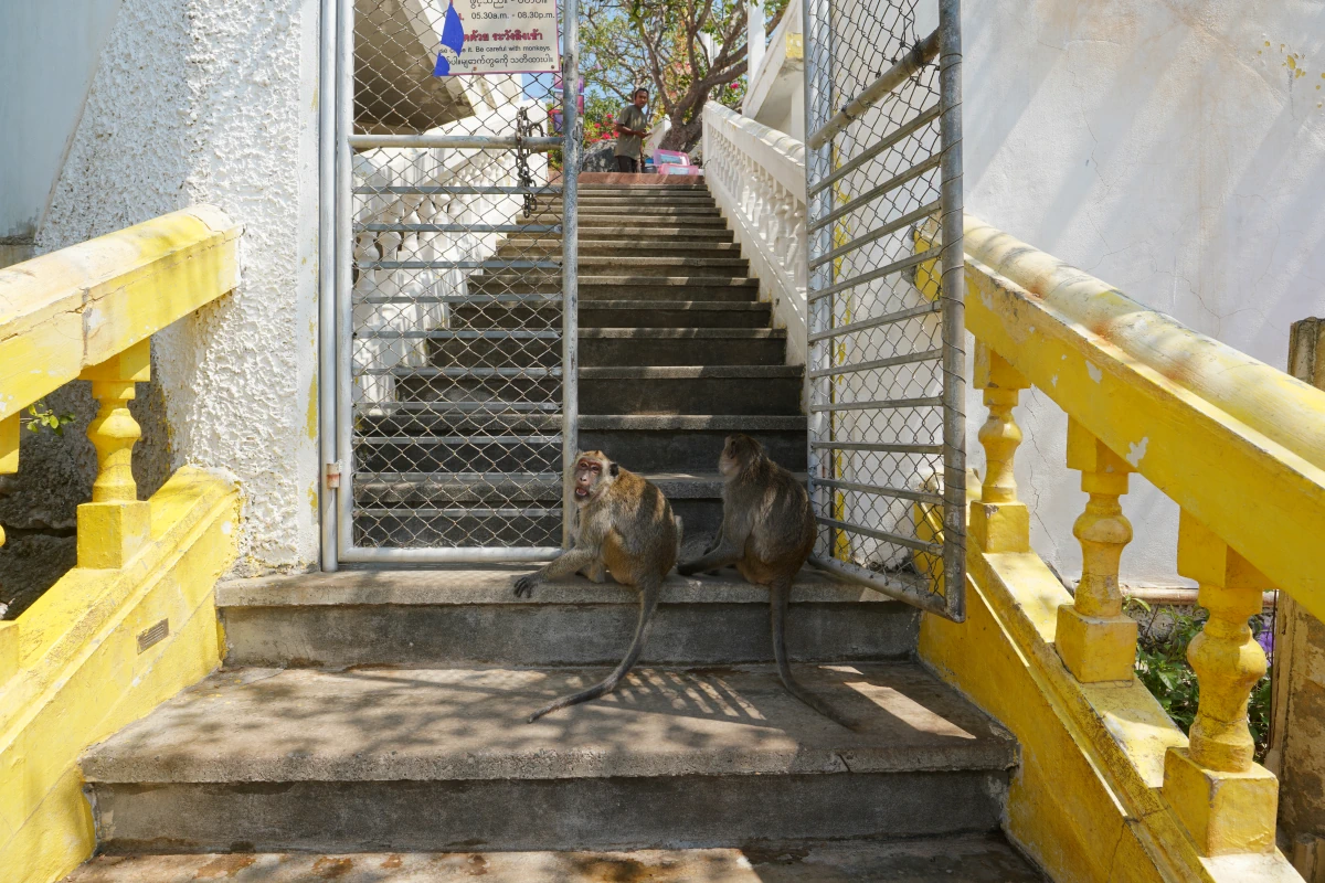 Der Weg zum Wat Khao Chong Krachok wird mir durch Affen versperrt