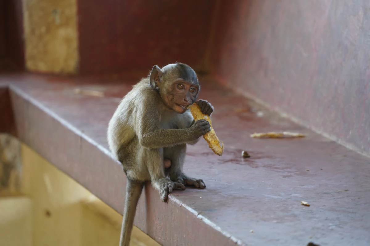 Kleiner Javaneraffe frisst