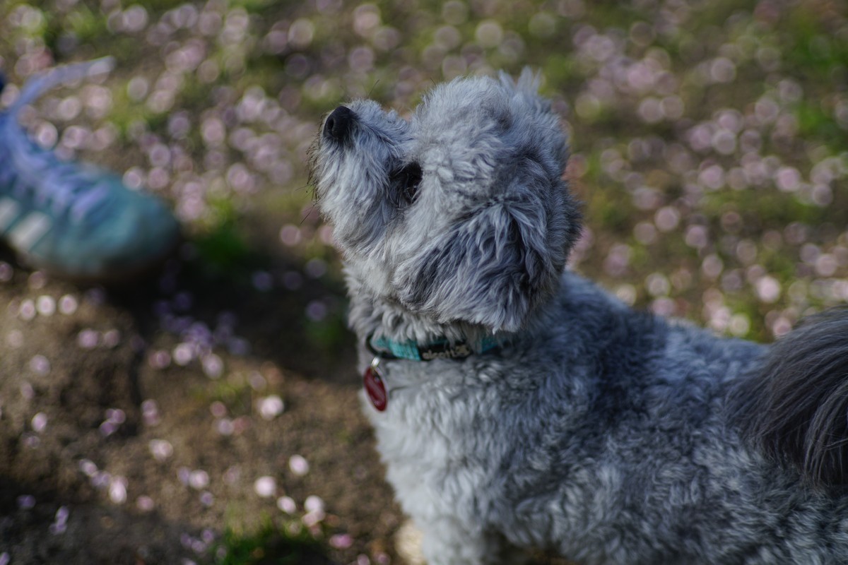 Kleiner weißer Hund vor Blütenblättern