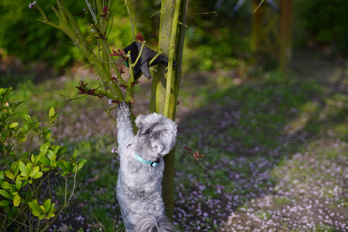 Kleiner weißer Hund versucht, einen Handschuh auf einem Baum zu erreichen