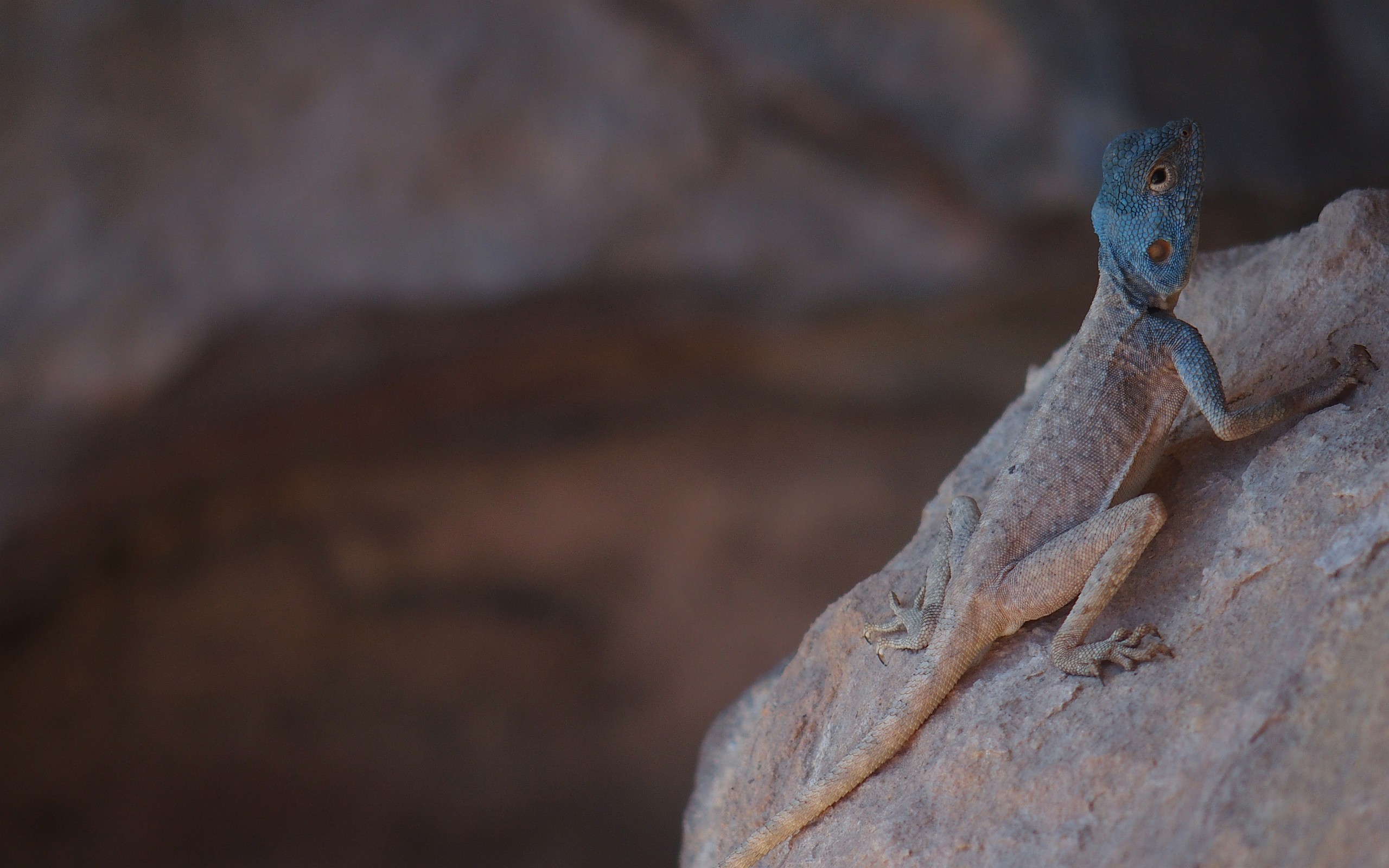 Sinai-Agame mit dem charakteristischen blauem Kopf