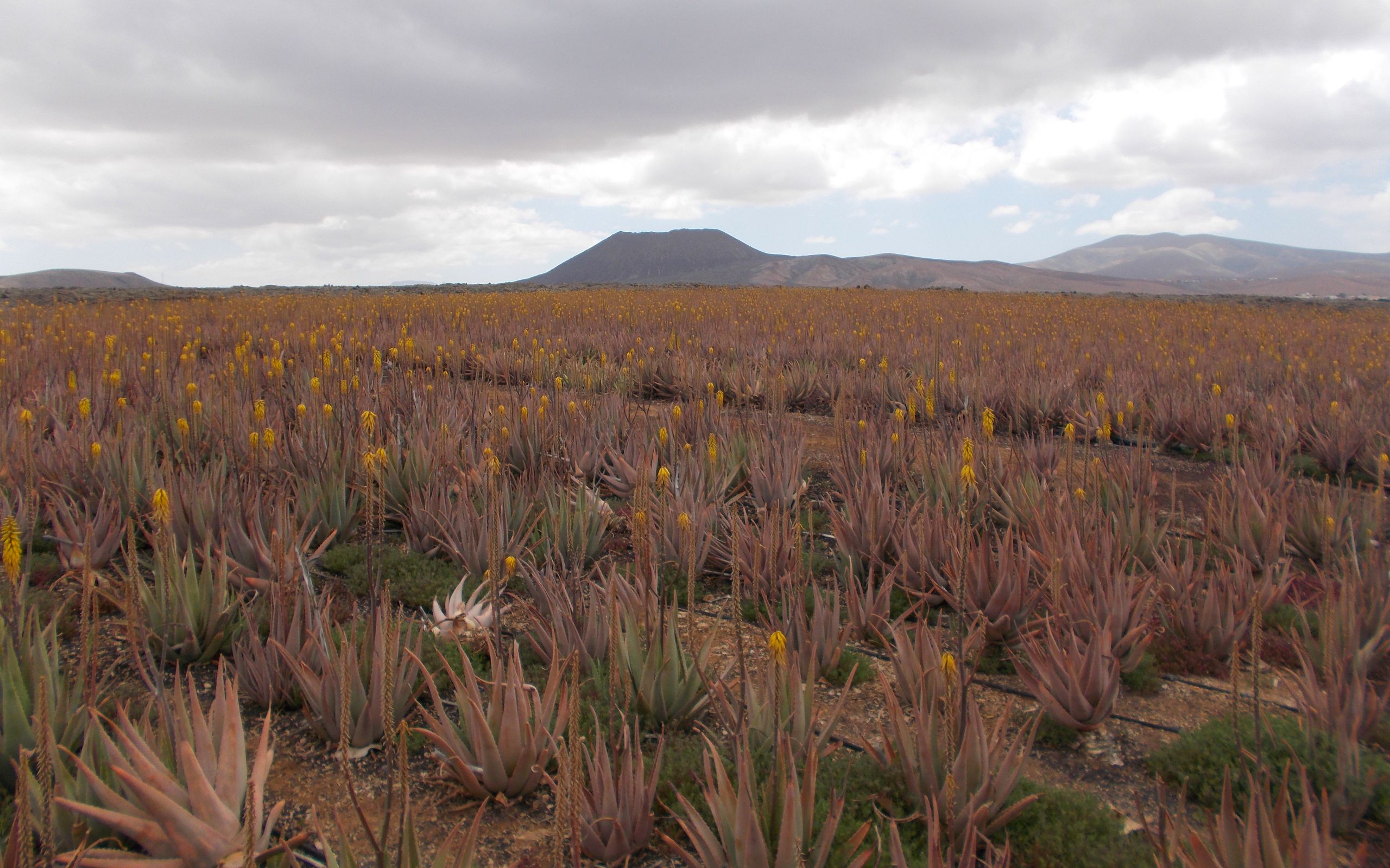 Valles de Ortega: Aloe-Vera-Farm