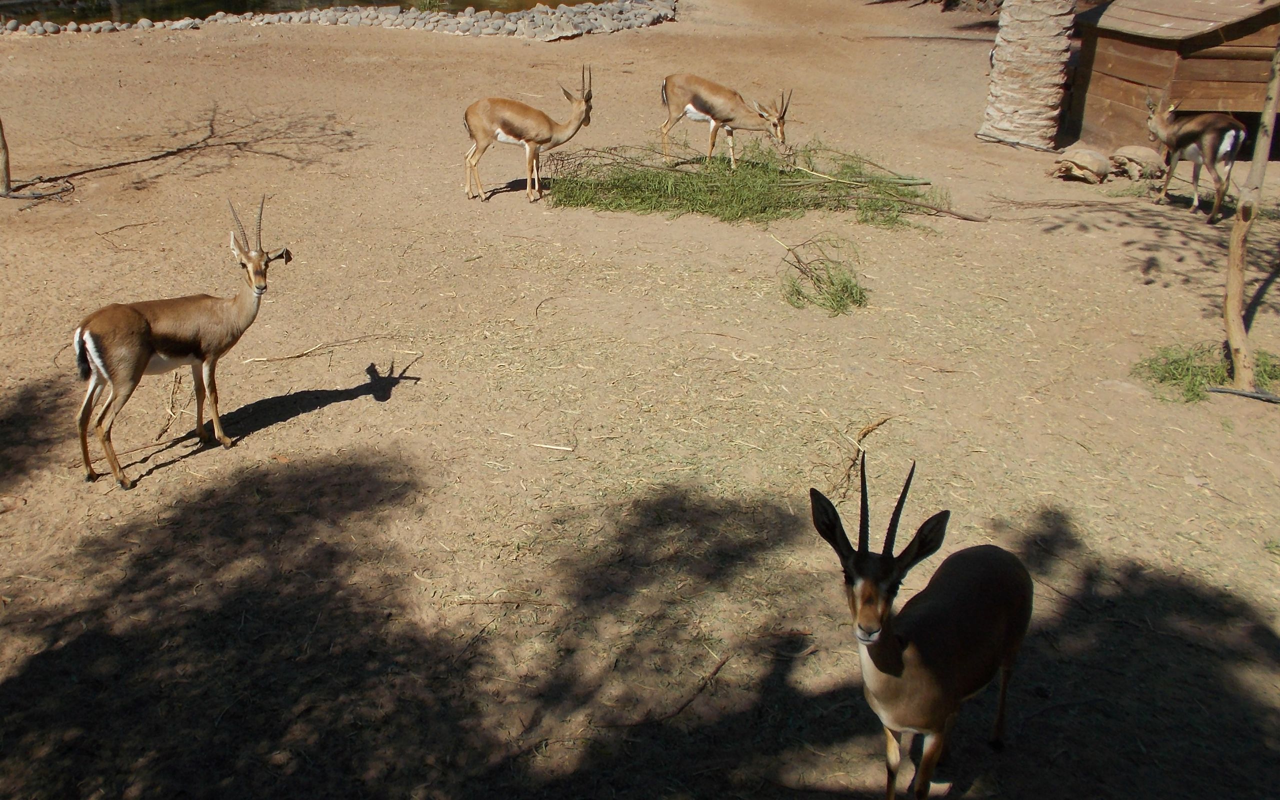 Oasis Park: Gazelle