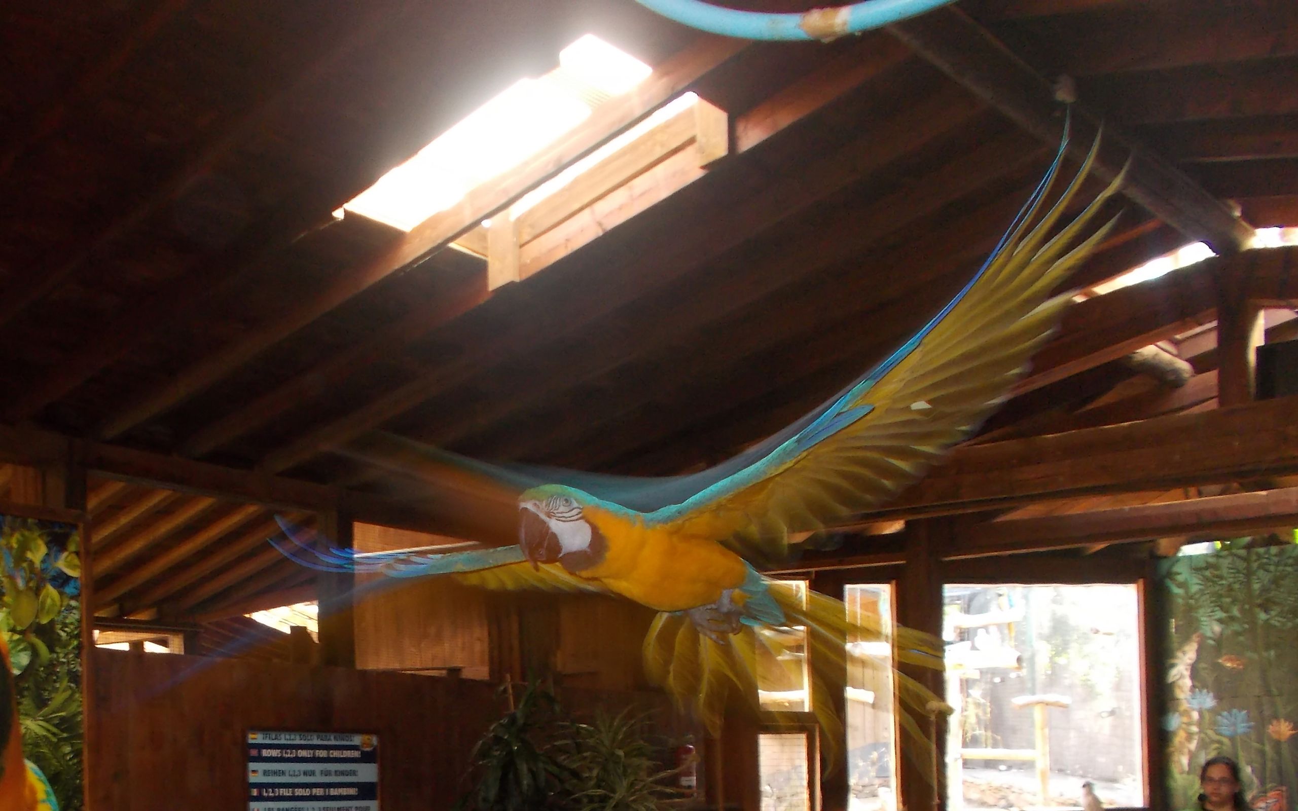 Oasis Park: Parrot