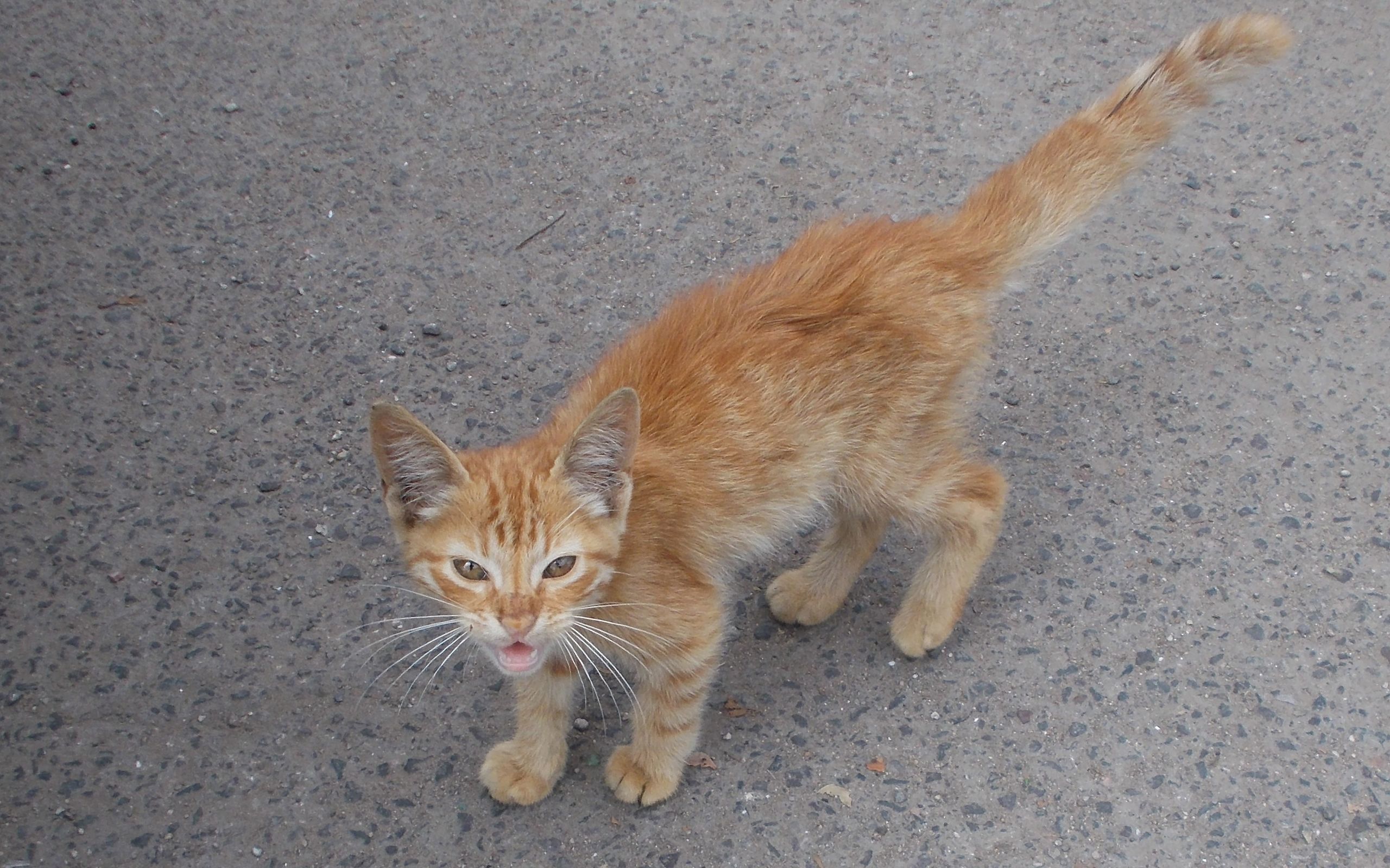 Agadir: Katze