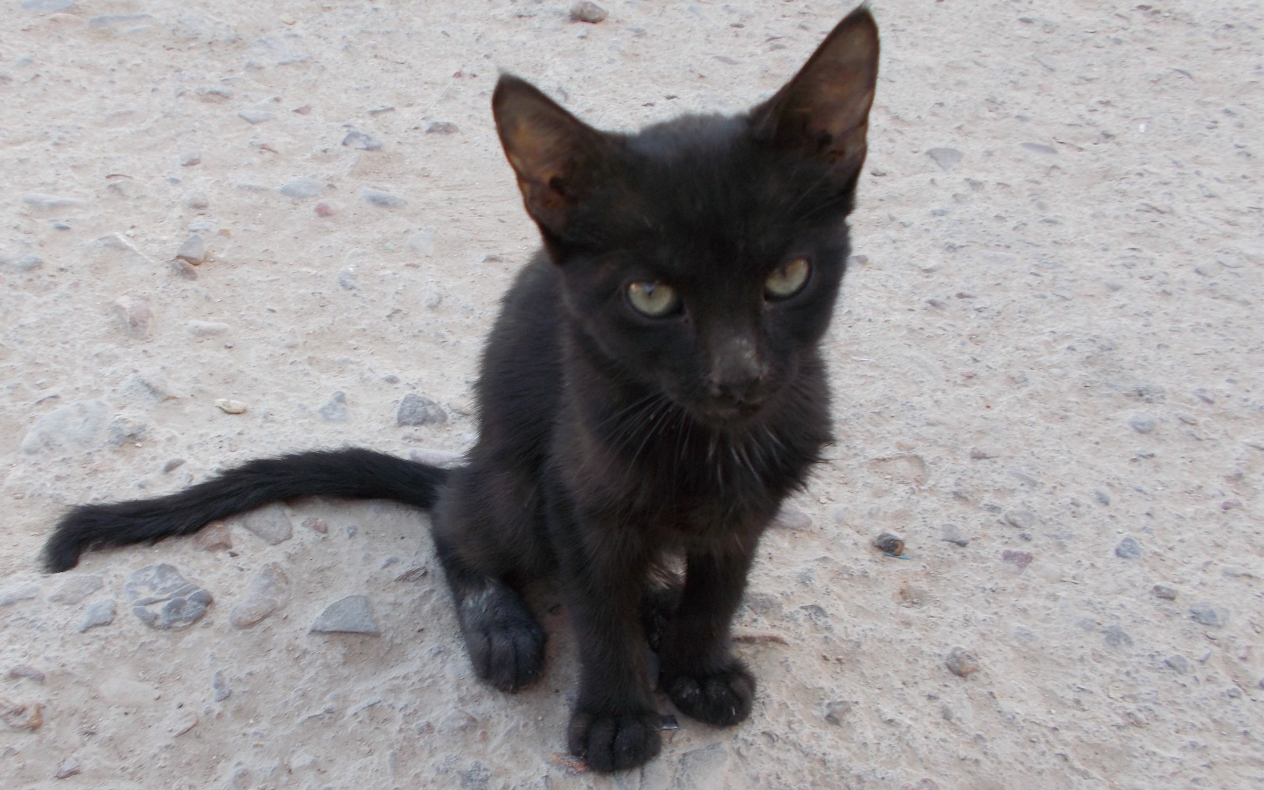 Tamanar: Serious Kitten