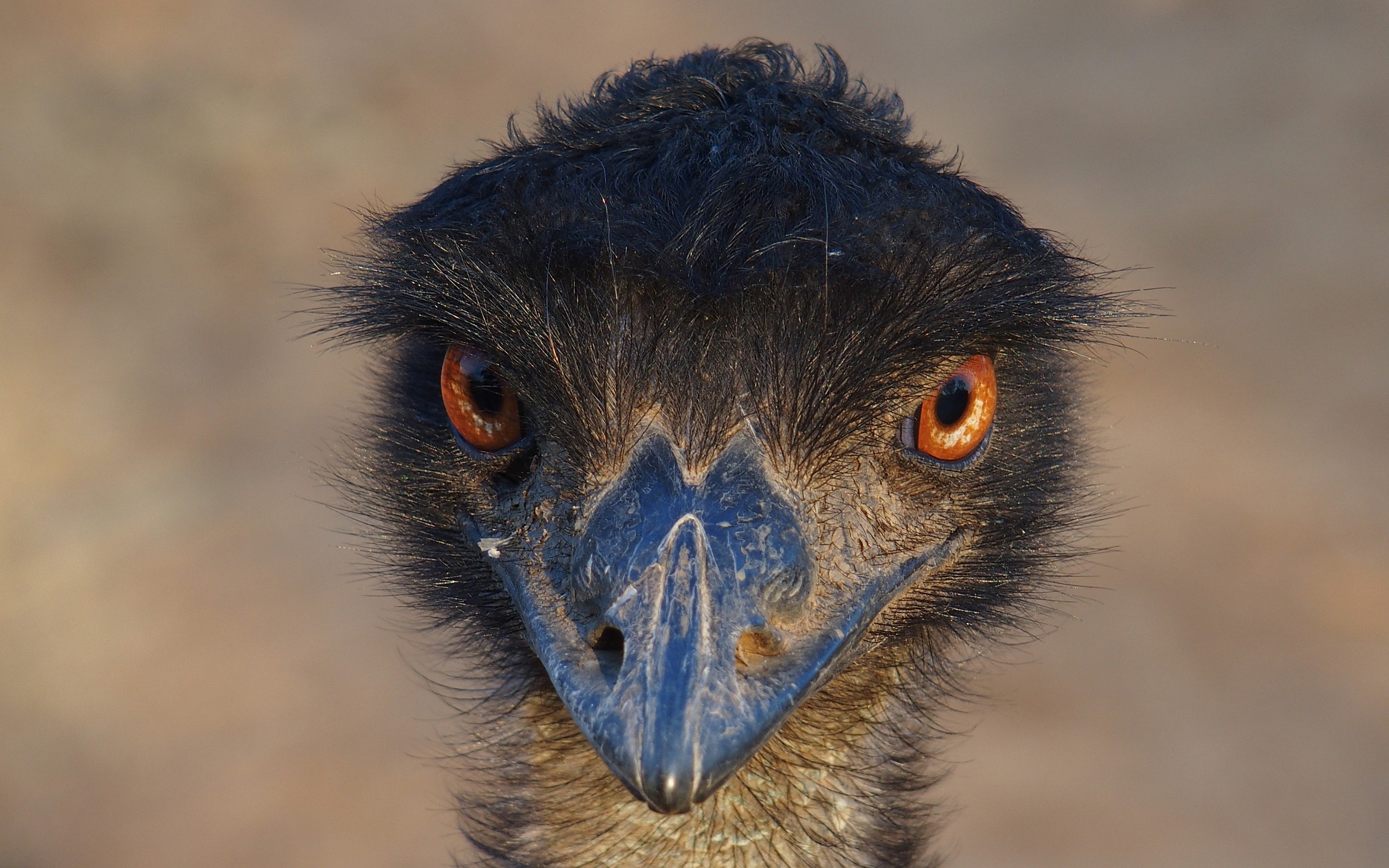 Emu-Kopf