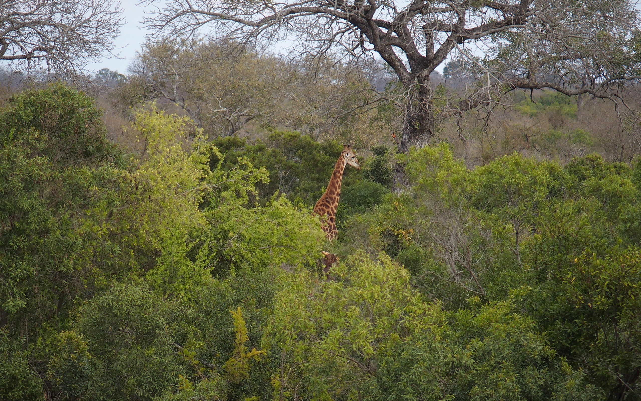 Giraffe ragt aus einem Wald heraus
